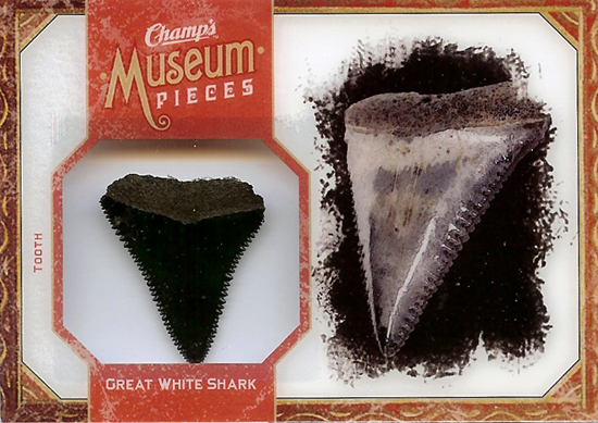 2011-Champs-Museum-Pieces-Great-White-Shark-Tooth