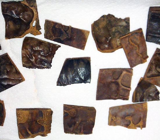 2011-Parkhurst-Champions-Champs-Prehistoric-Auroch-Skull-Cavity