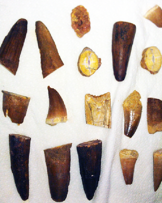 2011-Parkhurst-Champions-Champs-Spinosaurus-Teeth