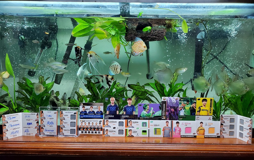 Collector Mason's favorite cards in front of his fish tank