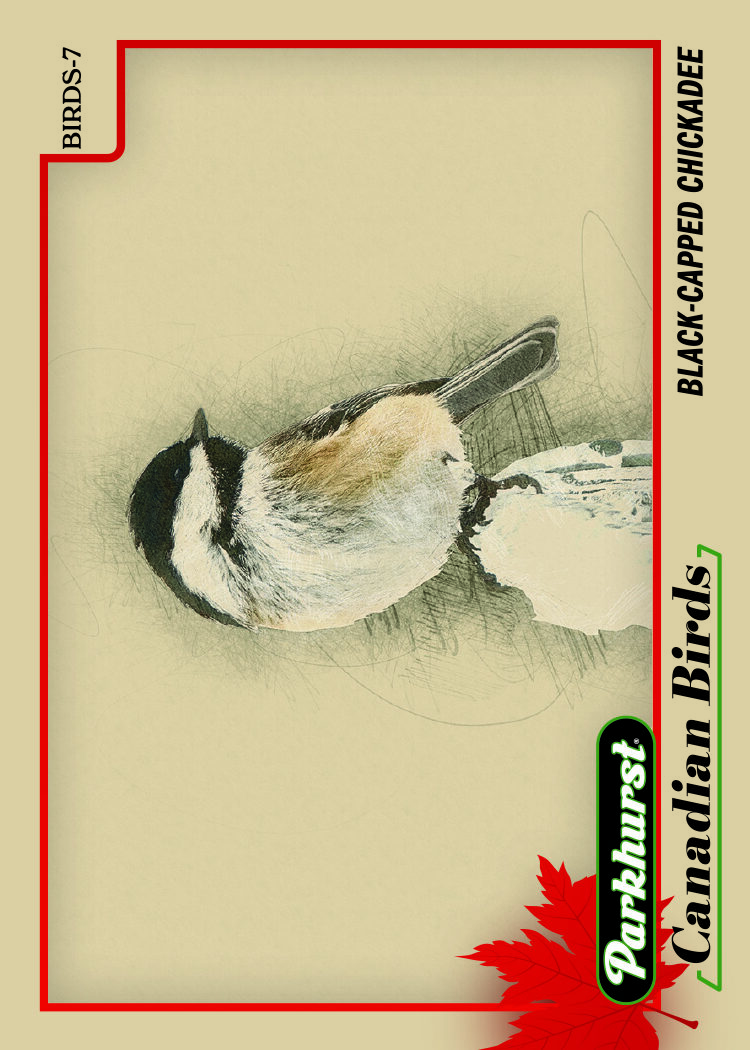 Parkhurst Canadian Birds Card featuring Black-Capped Chickadee in 2025-26 Parkhurst Hockey